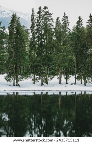 Pine trees reflecting in a lake.