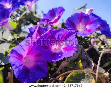 Common morning glory: a species of Morning glories, its botanical name is Ipomoea purpurea.