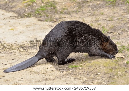 North American Beaver (Castor canadensis) on ground Royalty-Free Stock Photo #2435719559