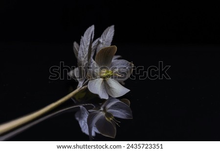 Still life with blooming hellebore flower in a dark key