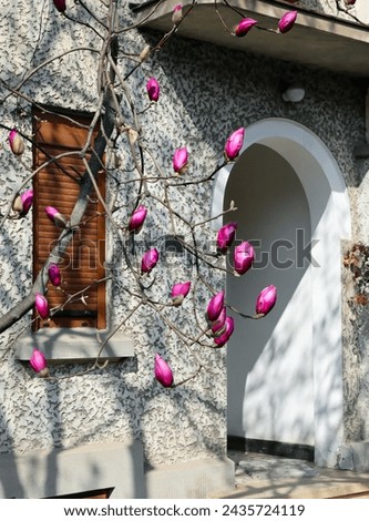 Blooming pink magnolias on the streets and in the courtyards of houses in Bucharest. Magnolia tree with pink flowers in the city of Bucharest. Blooming magnolias in spring in Romania.Harta Magnoliilor Royalty-Free Stock Photo #2435724119