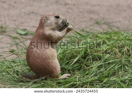 Cynomys ludovicianus, a diurnal rodent, eats grass in the zoo Royalty-Free Stock Photo #2435724455