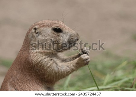 Cynomys ludovicianus, a diurnal rodent, eats grass in the zoo Royalty-Free Stock Photo #2435724457