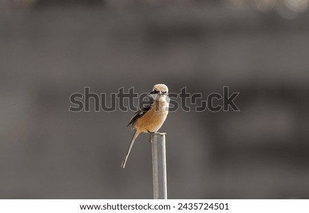 wild bird perching on the fence