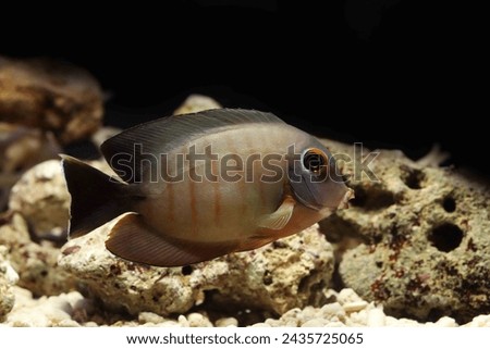 Juvenile Indian ocean mimic surgeonfish (Acanthurus tristis) Royalty-Free Stock Photo #2435725065