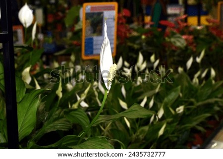 The picture shows a houseplant growing in a pot: Spathiphyllum - white sail