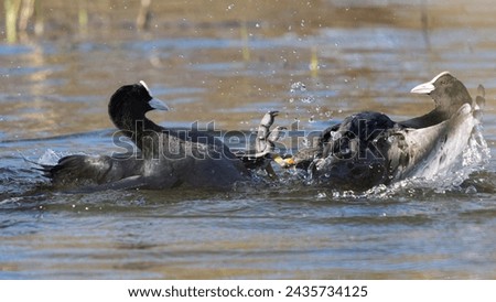 Fight of coot during nesting at some Prague pond
