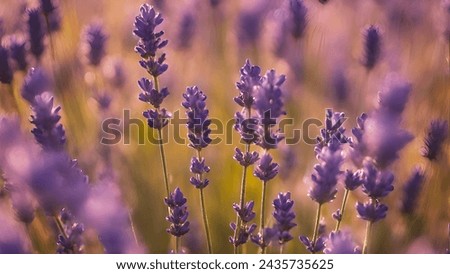 The image shows a close-up of several purple lavender flowers in full bloom. They are surrounded by green grass, with some blades blurred in the background. Sunlight on the flowers and grass. Royalty-Free Stock Photo #2435735625