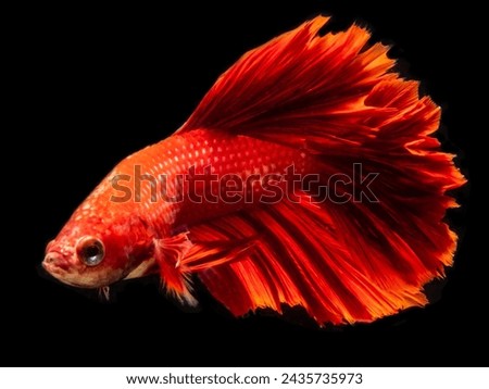 Betta Fish Stunning Displays of Color and Grace in Aquatic Environments