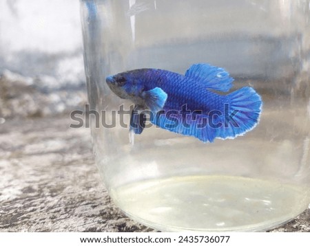Betta Fish Stunning Displays of Color and Grace in Aquatic Environments