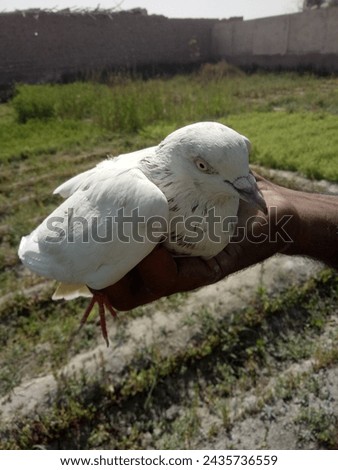 white pigeon best image white cute pigeon best photo in hand beautiful close up pigeon picture 
