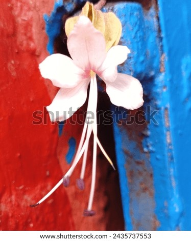 Junglee flower.It is different from other types of this flower. In Bengali it's called,(Bhat ful or Ghetu ful). Royalty-Free Stock Photo #2435737553