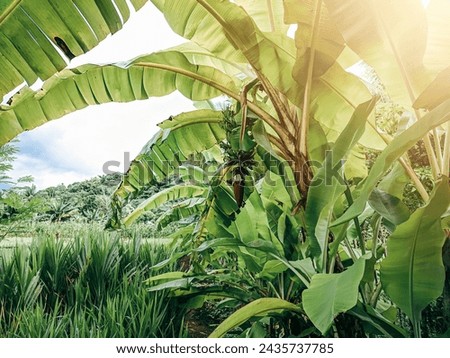 Banana trees that are bearing fruit are lush and green