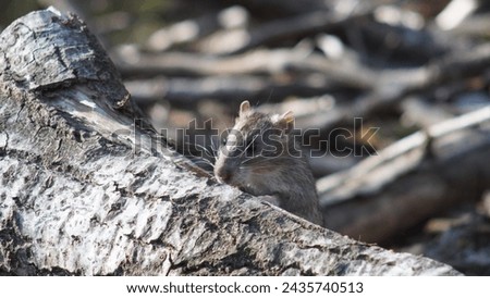 Observing Brown rat, (Rattus norvegicus) in natural habitat. Pest species, feeding into the bush, late winter season. Royalty-Free Stock Photo #2435740513