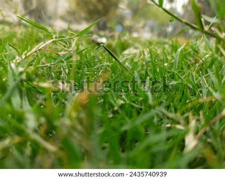 Beautiful grass view look like it u grass picture downloaded know 
