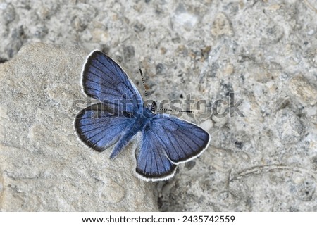 Alpine zephyr blue, scientific name plebejus trappi