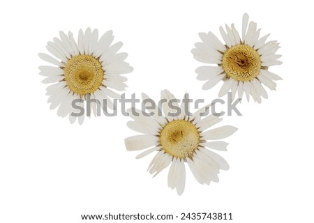 Dried chamomile isolated on white background