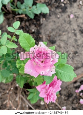 rose flower for garden decoration
