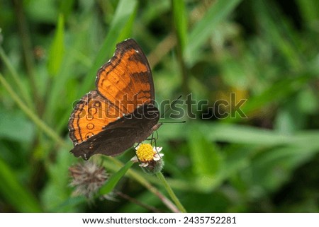 Junonia hedonia, the brown pansy, chocolate pansy, brown soldier or chocolate argus, is a butterfly found in Southeast Asia, Indonesia