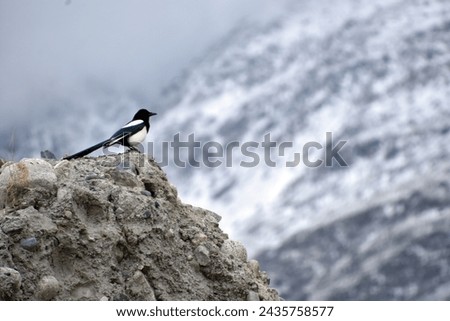  What a magnificent bird in stark wilderness of Hunza. Royalty-Free Stock Photo #2435758577