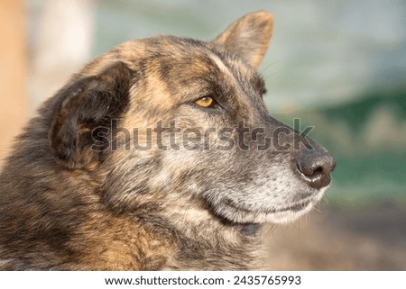 Portrait of a serious dog with big floppy ears. Royalty-Free Stock Photo #2435765993