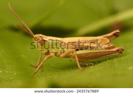 Detailed closeup on the Common meadow grasshopper, Chorthippus parallelus, sitting on a green leaf Royalty-Free Stock Photo #2435767889
