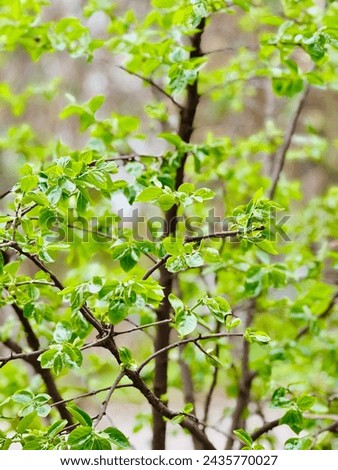 Beautiful tree branches lovely image green leafs looks so good 