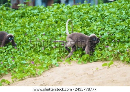 Funny running playing Dusky leaf monkey with friend in Thailand, sitting on the tree, , animal, zoo, safari, pet, nature