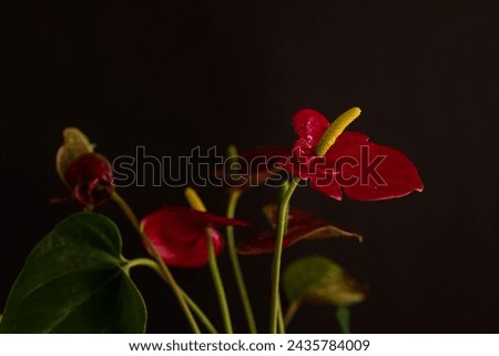 Red Anthurium Or Flamingo Flowers Isolated On Dark  Background, Beautiful Flower With Waterdrops, Selective Focus Royalty-Free Stock Photo #2435784009