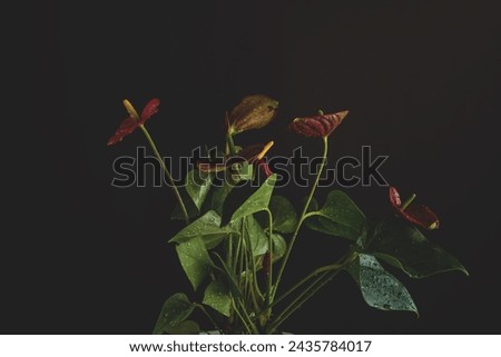 Red Anthurium Or Flamingo Flowers Isolated On Dark  Background, Beautiful Flower With Waterdrops, Selective Focus Royalty-Free Stock Photo #2435784017