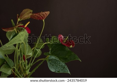 Red Anthurium Or Flamingo Flowers Isolated On Dark  Background, Beautiful Flower With Waterdrops, Selective Focus Royalty-Free Stock Photo #2435784019