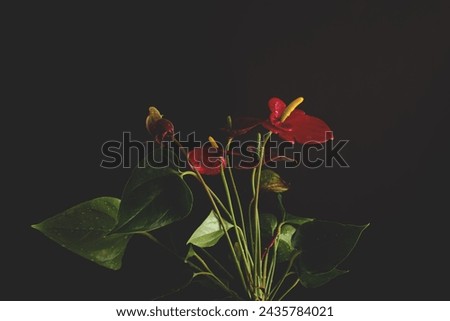 Red Anthurium Or Flamingo Flowers Isolated On Dark  Background, Beautiful Flower With Waterdrops, Selective Focus Royalty-Free Stock Photo #2435784021