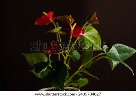 Red Anthurium Or Flamingo Flowers Isolated On Dark  Background, Beautiful Flower With Waterdrops, Selective Focus Royalty-Free Stock Photo #2435784027
