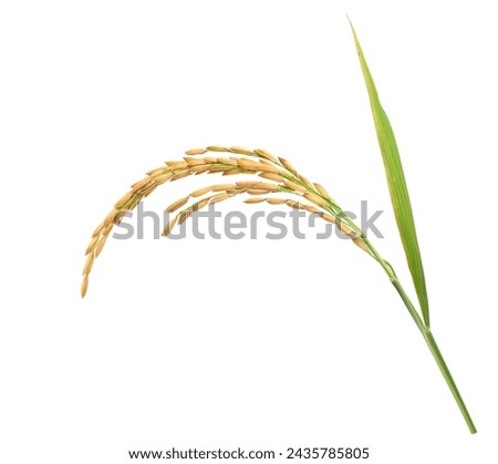 Close-up rice ear with leaf isolated on white background. Royalty-Free Stock Photo #2435785805