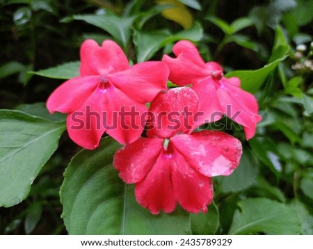 beautiful and attractive red flowers