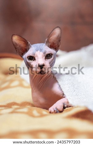 A bald Canadian Sphynx cat lies on the couch covered with a blanket. A furless cat with huge ears froze and wrapped herself in a down shawl Royalty-Free Stock Photo #2435797203