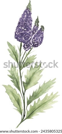 Watercolor veronica flower illustration, wildflower clipart, meadow floral clip art
