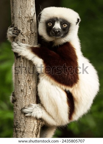 Coquerel’s sifaka 
lives in the dry deciduous forests of northwest Madagascar. Sifakas are mainly diurnal animals
They are primarily arboreal, climbing trees using a method called “vertical clinging.  Royalty-Free Stock Photo #2435805707