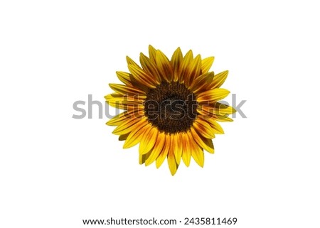 Sunflowers isolated on white background.  Make clipping path.