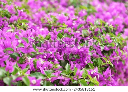 Blooming bougainvillea Magenta flowers close up, abstract natural background. south tropical beautiful plant. bright gentle floral image. template for design
