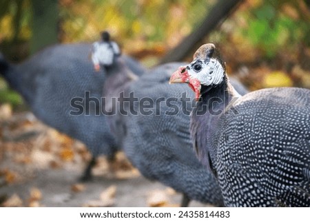 Helmeted guineafowl also known as Numida meleagris. Royalty-Free Stock Photo #2435814483
