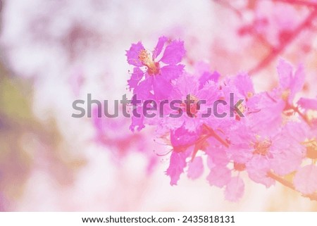 Beatiful flowers on a toned soft purple and pink background outdoors close-up macro . Spring summer border template floral background. Light air delicate artistic 