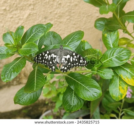 Black Butterfly Rare Picture Insect 