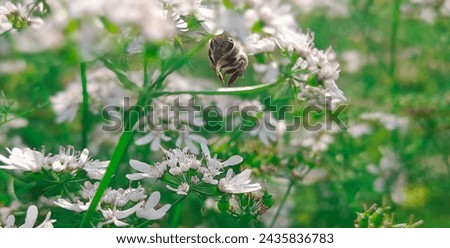 Bumblebee in flight over the bush

