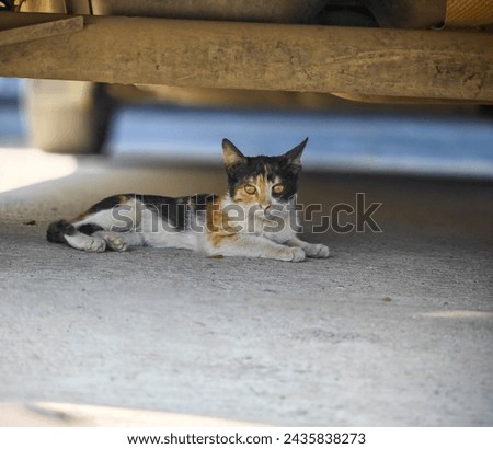Black,white and brown Indian cat with Beautiful brown eyes, The Potrait Picture of the Beautiful Domestic indian Cat for stock photography 