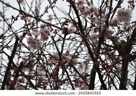 bleeding cherry tree - hello march - hello spring 