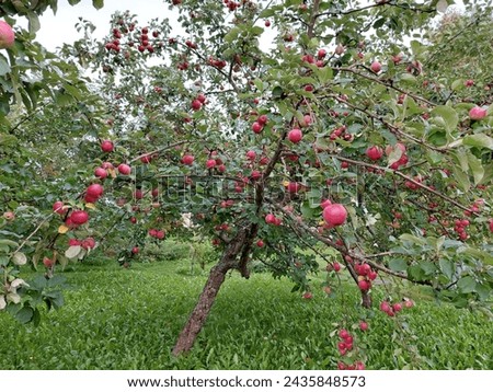Apple tree branches filled with red apples called 'Sandra'. Picture taken in Finland