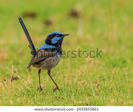 Colourful Fairy wren standing on the grass looking straight ahead.