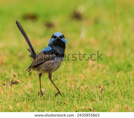 Male fairy wren with its tail up standing on the grass watching.