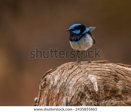 Handsome fairy wren standing on some wood. 